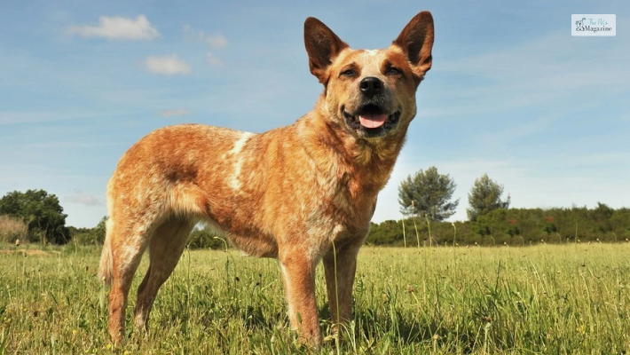Red Heeler Temperament and Characteristic Traits