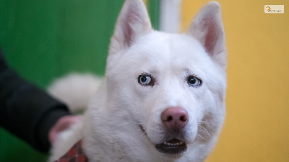 Siberian Husky