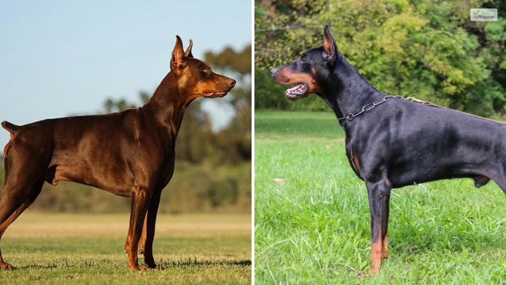 doberman european vs american