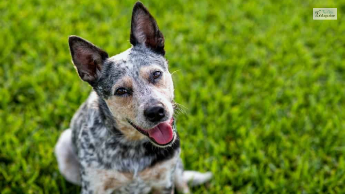 Training Your Blue Heeler: Tips and Techniques for Success