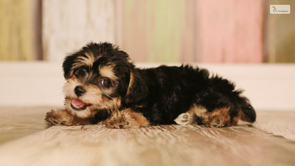 Teacup Yorkie