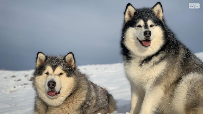 alaskan malamute vs wolf