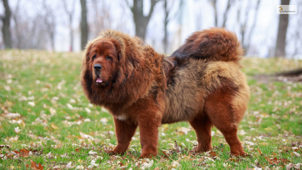 Tibetan Mastiff