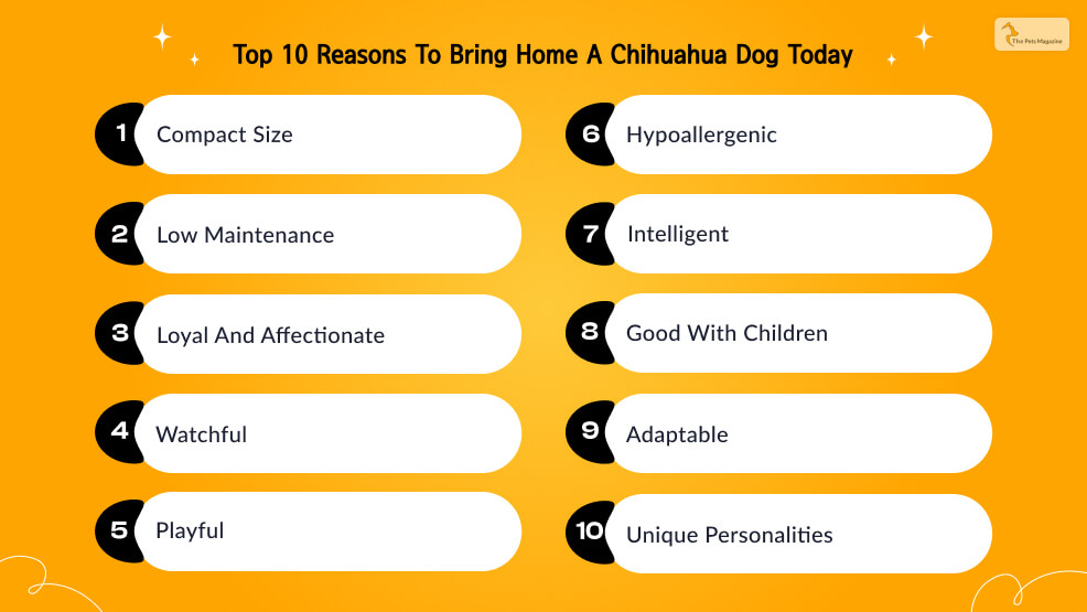 Top 10 Reasons to Bring Home a Chihuahua Dog Today