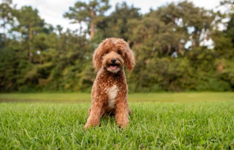 Toy Goldendoodles