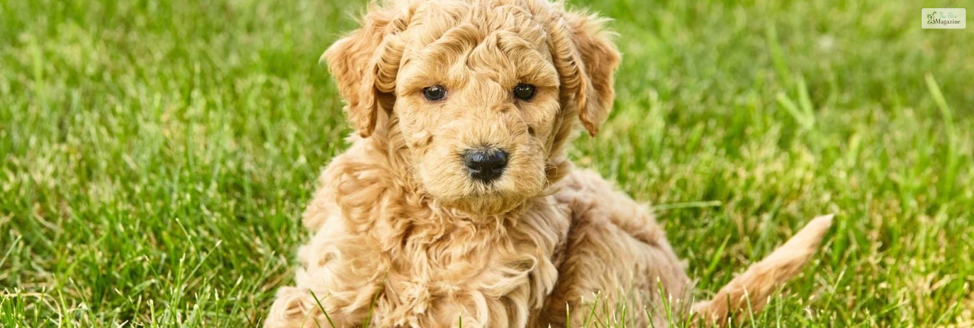 Toy Goldendoodles