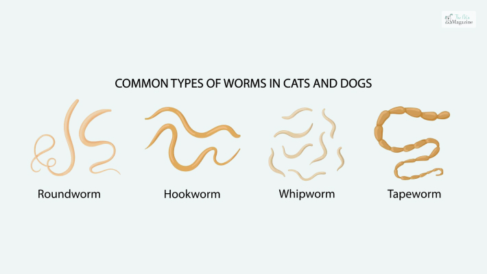 Type Of Worms That Dogs Get 