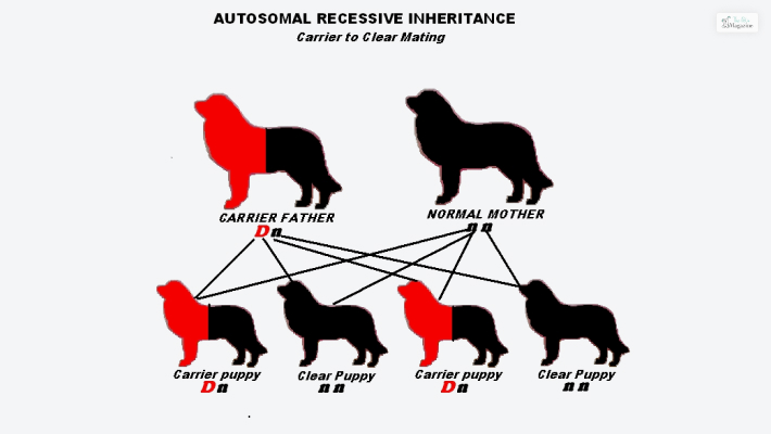 What Is Autosomal Recessive Heredity
