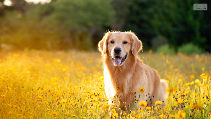 What does kennel cough sound like