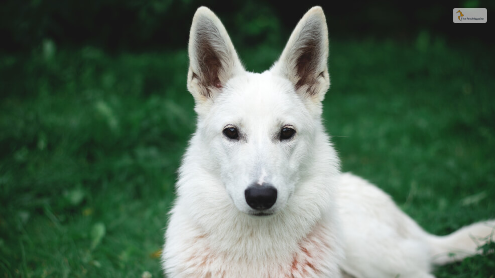 White American Shepherd