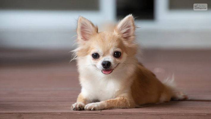 Why Should You Consider Getting A Chihuahua