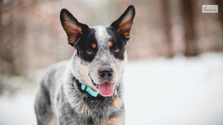 Why You Need to Train Your Blue Heeler from a young age