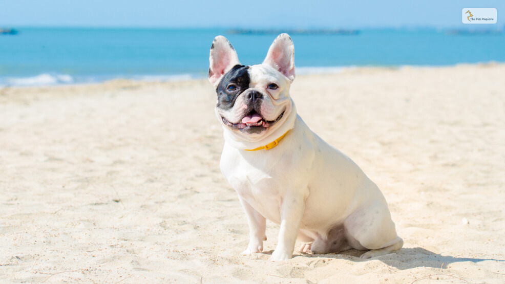 Why is it called the Piebald French Bulldog_