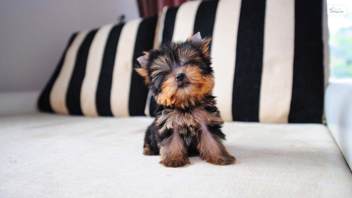 Why is it controversial to breed Teacup Yorkies