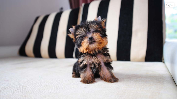 teacup shorkie puppies