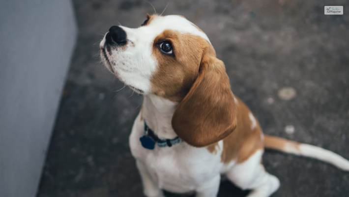 Why is it essential to understand a dog’s body language 