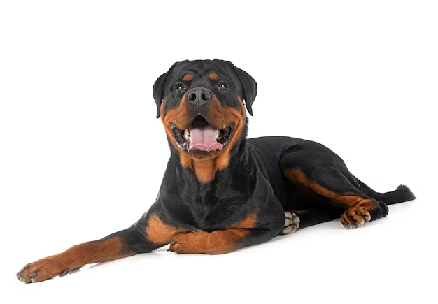 Rottweiler