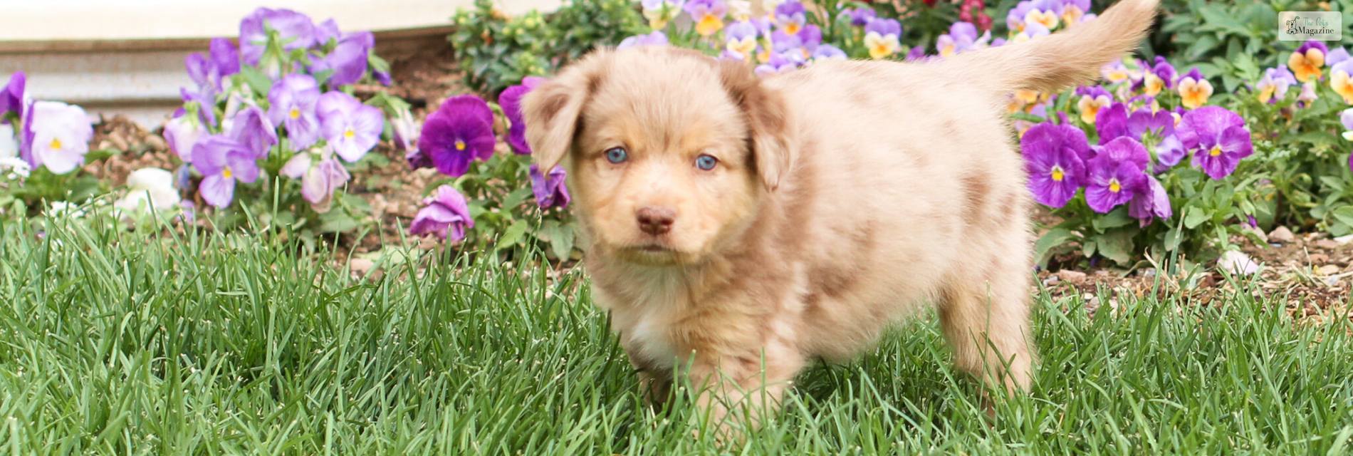 mini aussiedoodle full grown