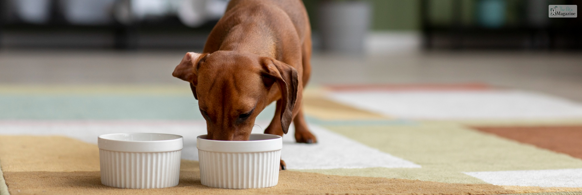 Can Dogs Eat Green Beans