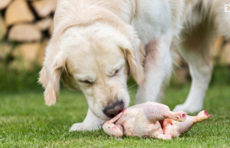 Can Dogs Eat Raw Chicken