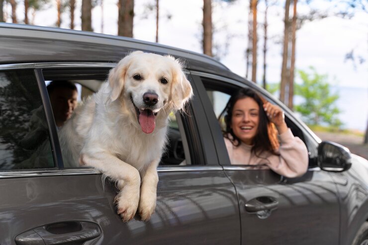 Make Your Car Pet-Friendly