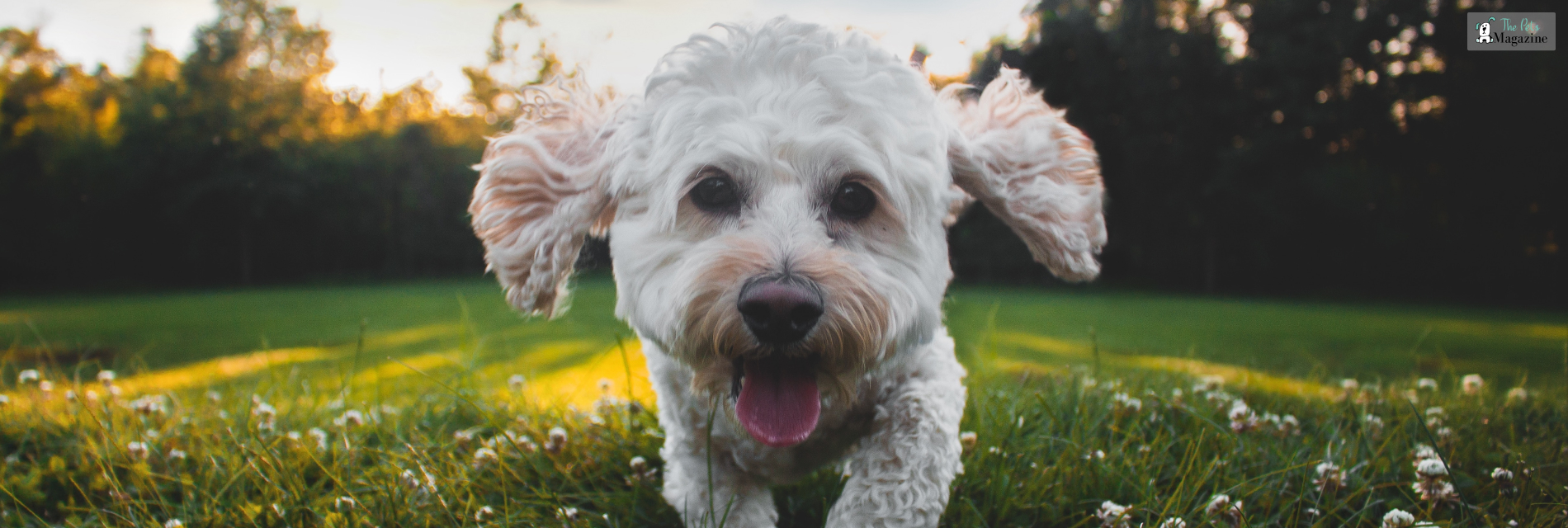 Cockapoo Dog Breed