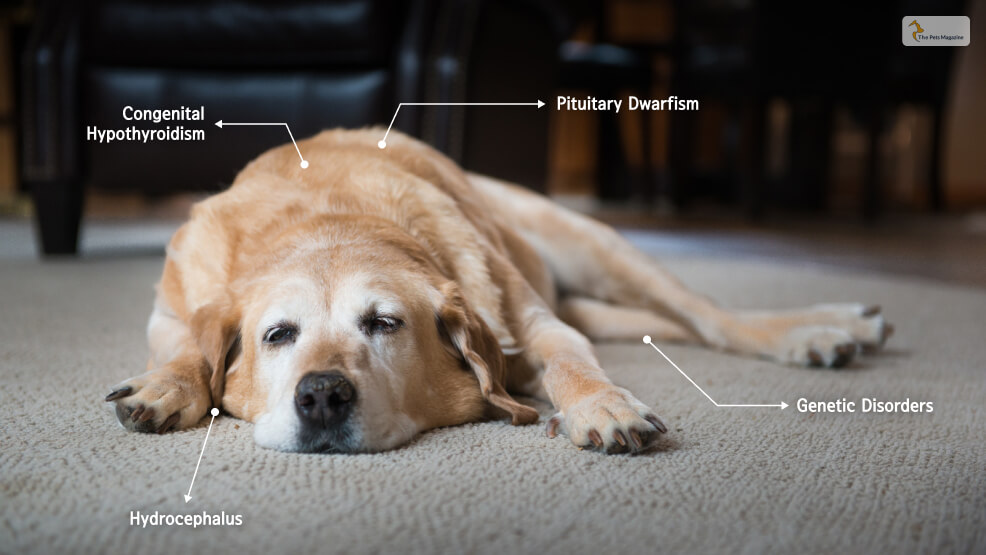 Conditions Similar To Down Syndrome