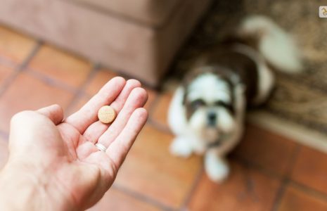 Doxycycline Dosage For Dogs