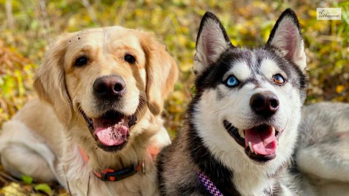 Golden Retriever and Siberian Husky Mix: Cost and where to buy