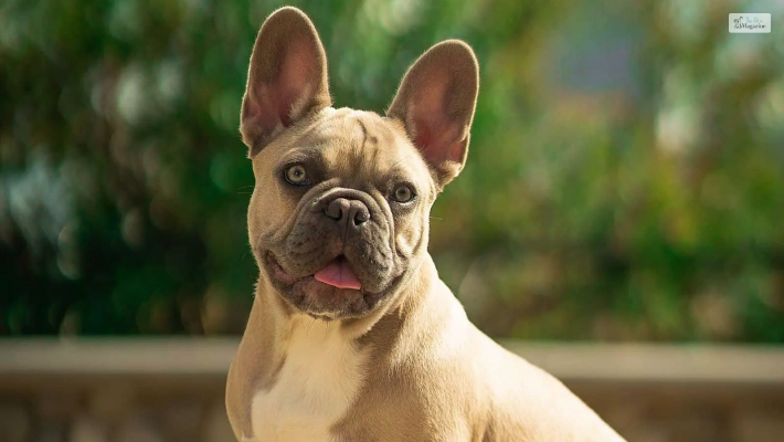 French Bulldog Pitbull Mix Cost and Where to Buy