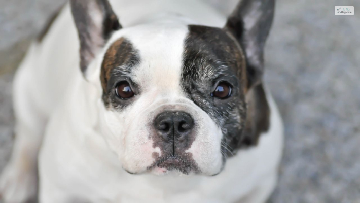 French Bulldog Pitbull Mix