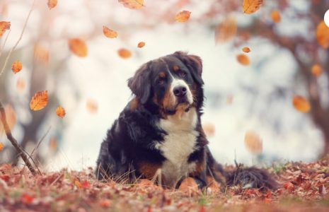 Golden Retriever Bernese Mountain Dog