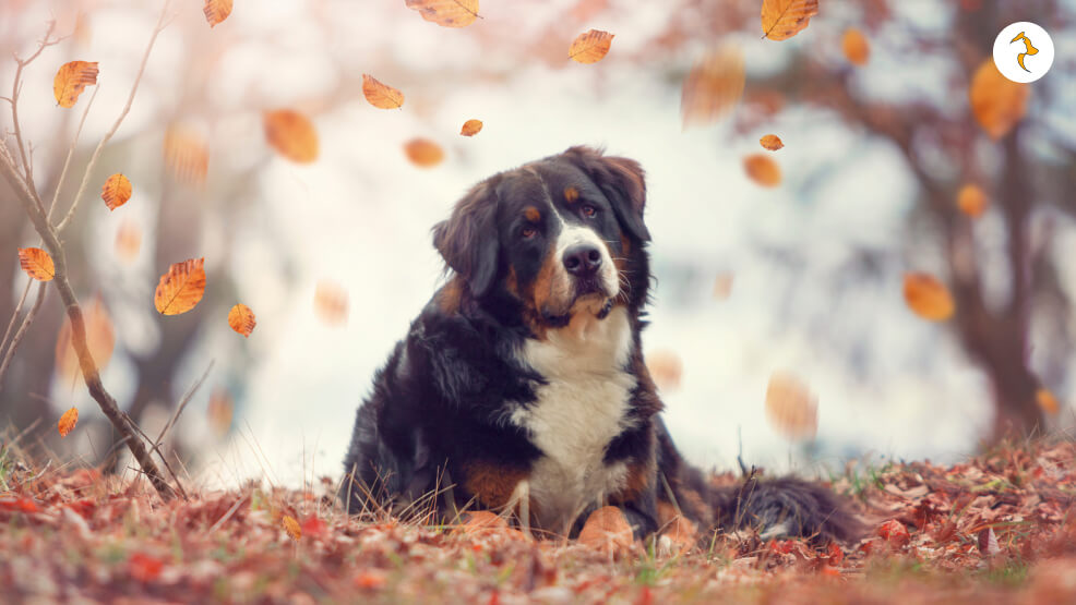 Golden Retriever Bernese Mountain Dog