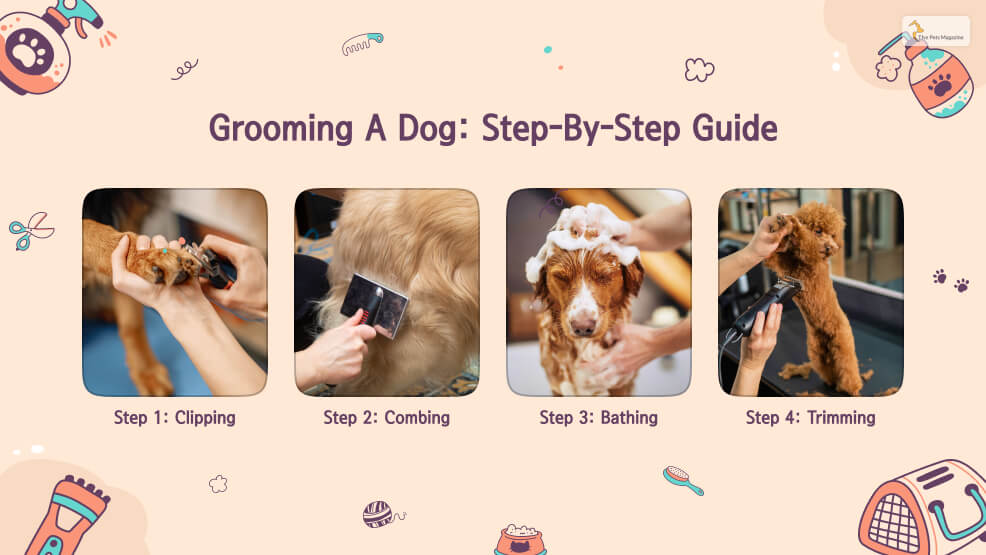 Grooming a Dog_ Step-by-Step Guide