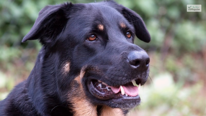 Health Of A German Shepherd And Rottweiler Mix