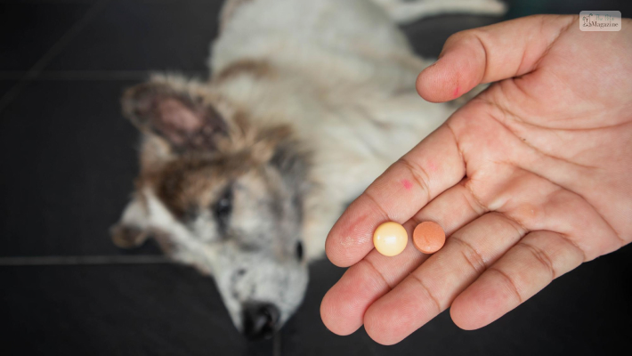 How To Administer Doxycycline To Dogs