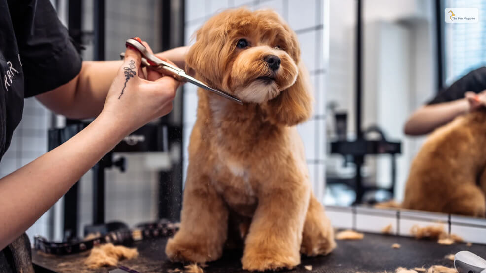 How To Properly Groom Your Dog