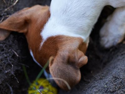 How To Stop Dogs From Eating Poop