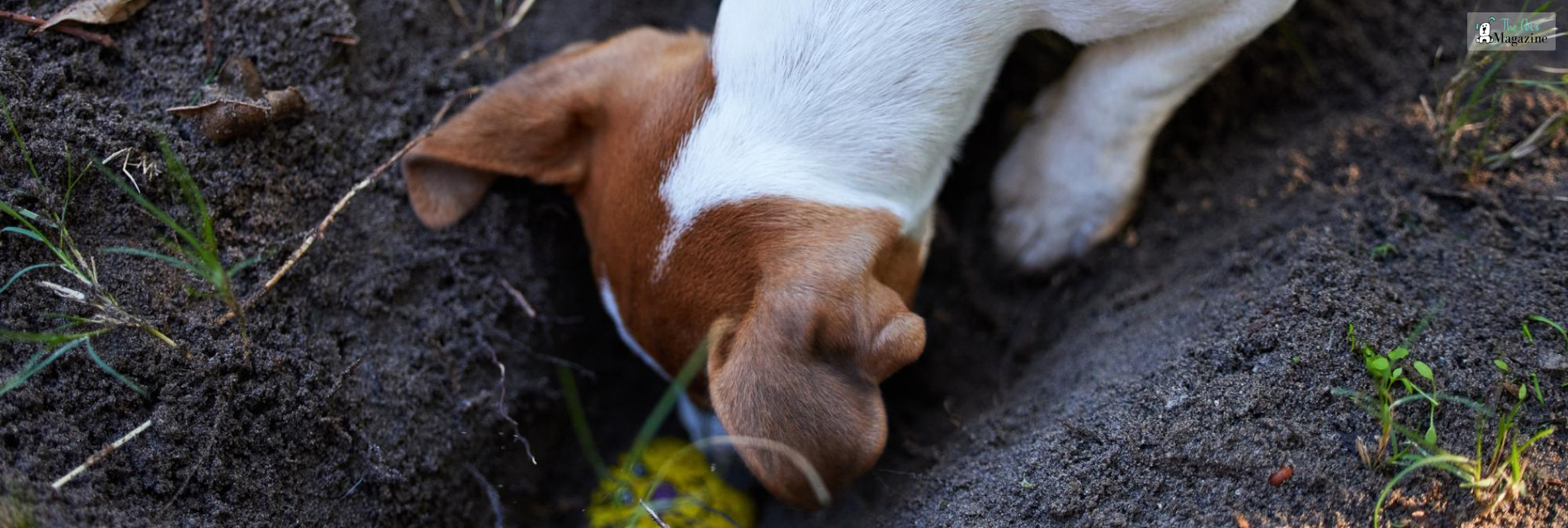 How To Stop Dogs From Eating Poop