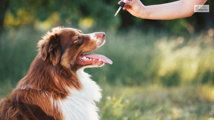 Ondansetron Dose For Dogs