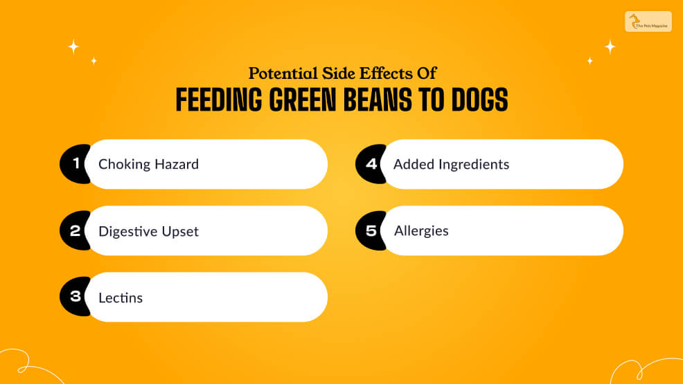 Potential Side Effects of Feeding Green Beans To Dogs