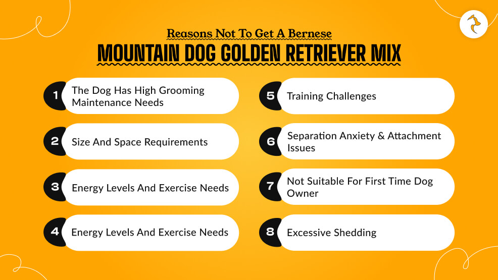 Reasons Not to Get a Bernese Mountain Dog Golden Retriever Mix 