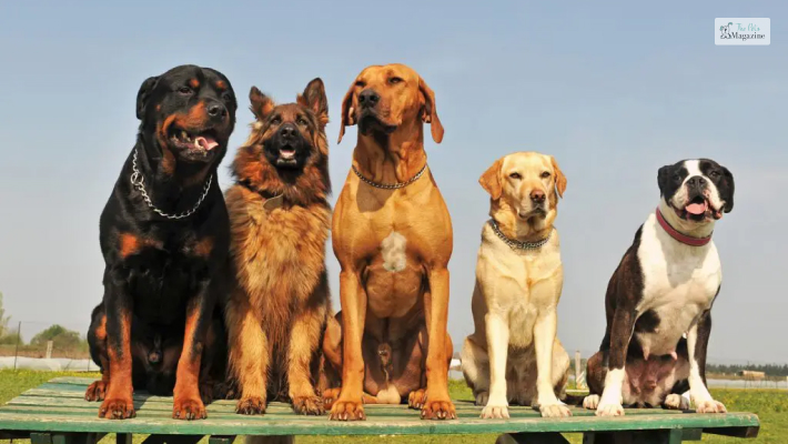 Rottie Shepherd With Other Pets