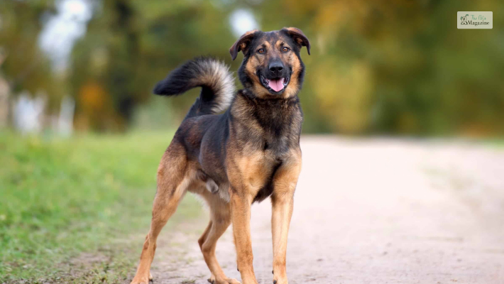 Rottweiler German Shepherd Mix height