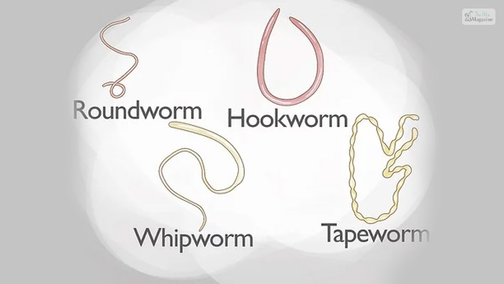 Roundworms  Tapeworms Hookworms Lungworms