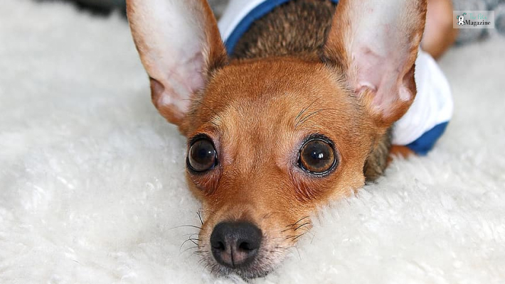 Some Interesting Facts About The Deer Head Chihuahua