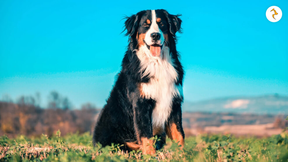 The Golden Retriever Bernese Mountain Dog Mix