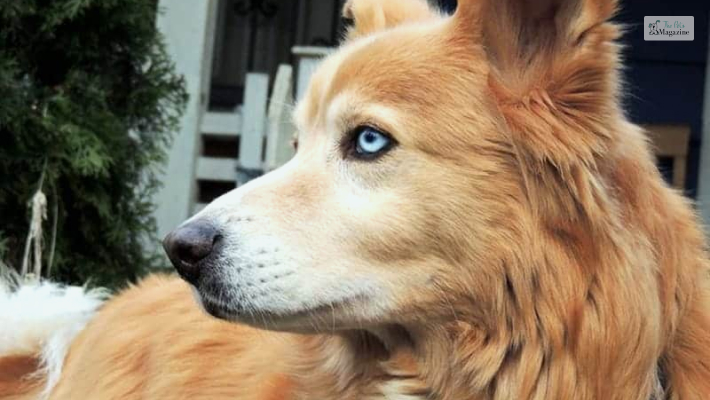 The Origin and History of the Golden Retriever Siberian Husky Mix