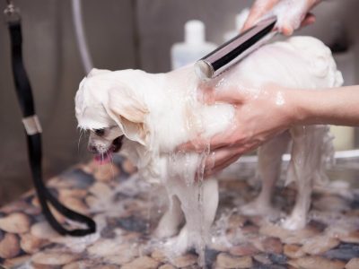 Conditioner For Dogs And The Refreshing Elegance Of Dog Spray