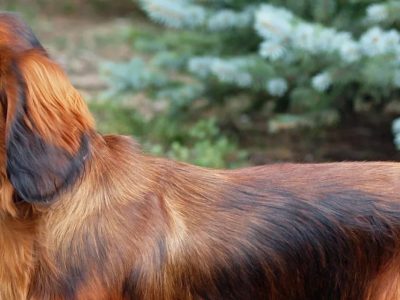 how long do dachshunds live